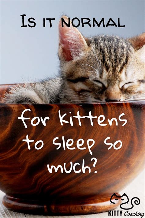 Extra long video of sleep music for cats! Is It Normal for a Kitten to Sleep a Lot? (2018)