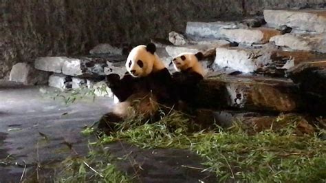 Baby Panda With Mother In Belgian Zoo Youtube