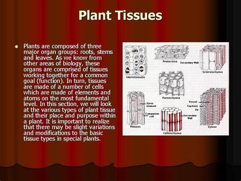 Plant Tissues 1 The Saifs World