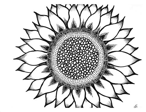 Black And White Sunflower Drawing Free Download On Clipartmag