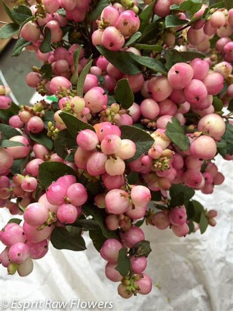 Résultat De Recherche Dimages Pour Snowberry Pink Berries Berries