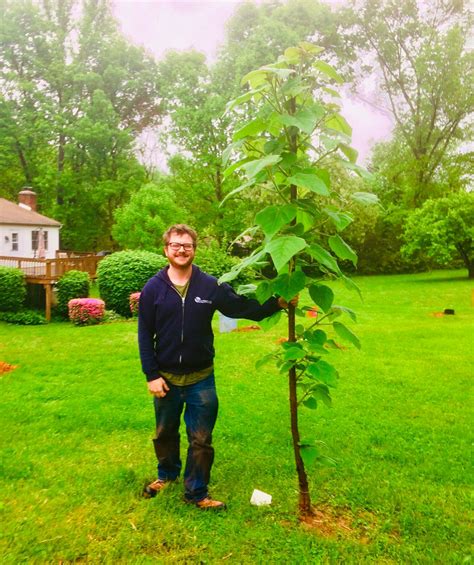 The Fastest Growing Trees In The Northeast