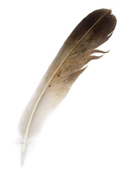 Bird Feather Png Download Image Png Arts