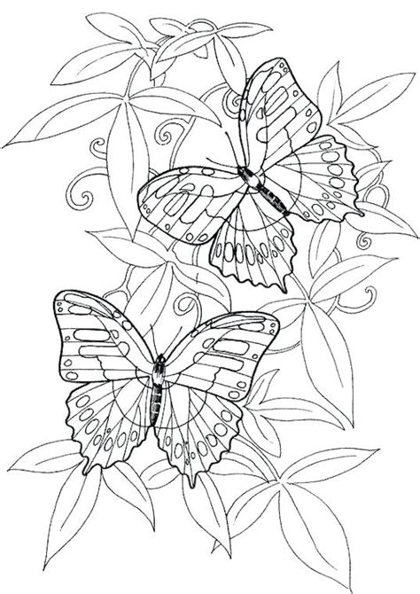 Hard Butterfly Coloring Pages At Free Printable