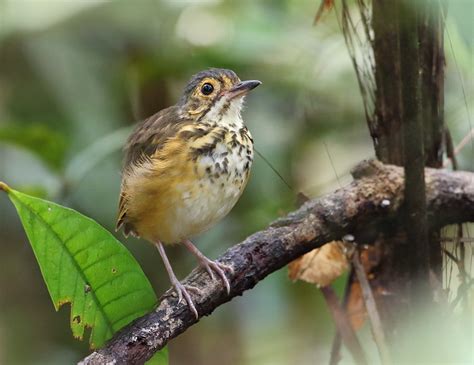 S6a3319 Torom Carijó Spotted Antpitta Hylopezus Macula Flickr