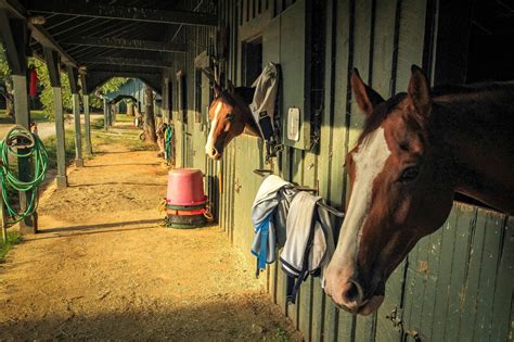 Stable Sense Horse Barn Terminology For Rookies Horse Rookie