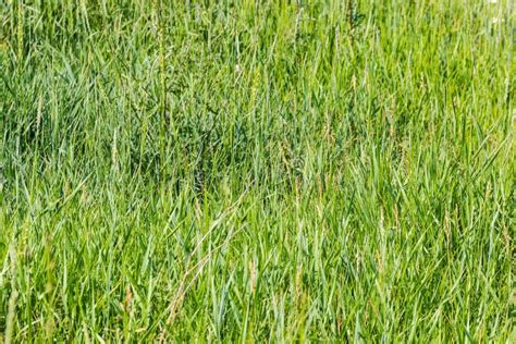 Fragment Of The Glade Covered With High Grass In Summer Stock Image