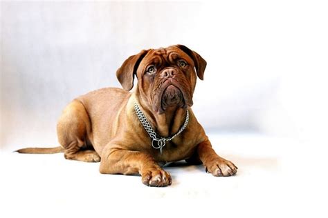 10 Dumbest Dog Breeds Is Your Dog On The List Dogvills