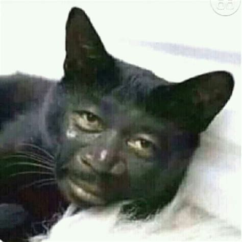 Raut mukanya seperti halnya orang yang sedang menjemur, yaitu memasang muka datar. Jual Kucing Kampung Blasteran Dna Manusia Barbar Kota Surakarta