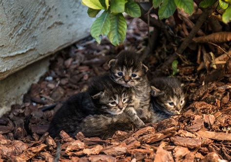 Australia Is Trying To Kill Millions Of Stray Cats By Airdropping