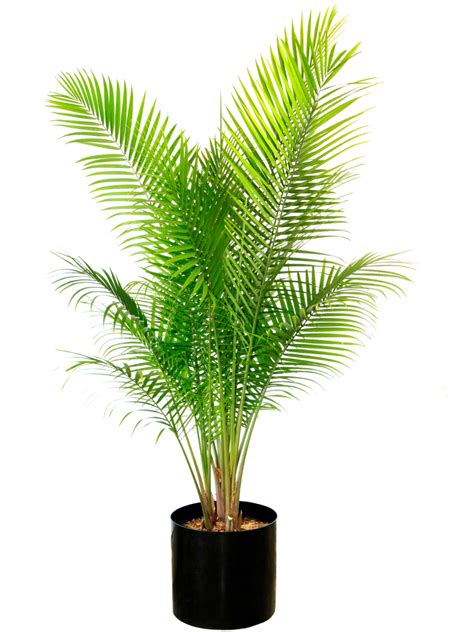 Majesty Palm Care Guide Paisley Plants