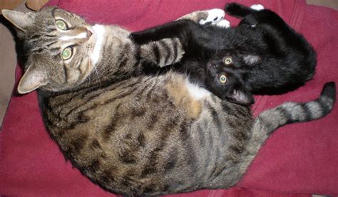 Cuddling Cats Free Stock Photo Public Domain Pictures