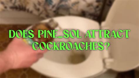 Does Pine Sol Attract Cockroaches Youtube