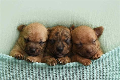 Images Of Baby Puppies