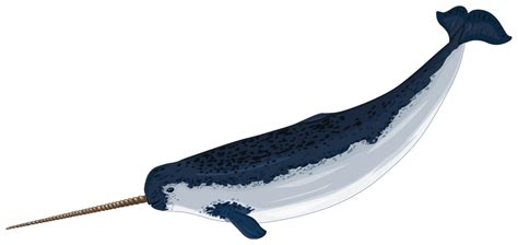 Narwhal Free Images At Clker Com Vector Clip Art Online Royalty Free Public Domain