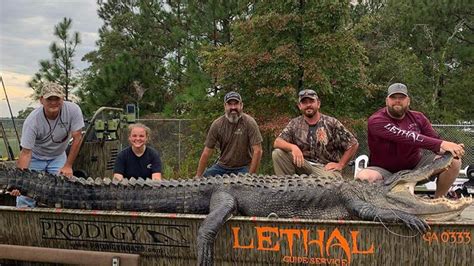 Monster 700 Pound Alligator Caught By Father Daughter Duo In Georgia