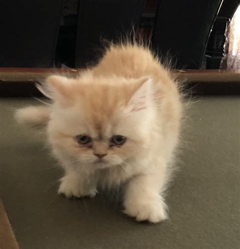 Persian cats for adoption will probably have been vet checked already, and you can see their likely temperament before you even bring them home. Himalayan Persian Cats For Sale | Oklahoma City, OK #280496