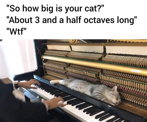 The Best Piano Memes Memedroid