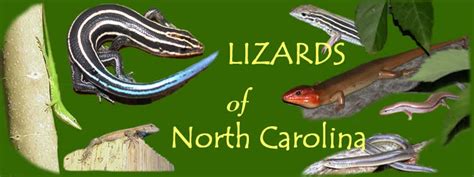 Lizards Of North Carolina