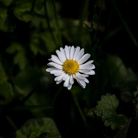 Shallow Focus Photograph Of Daisy Flower · Free Stock Photo