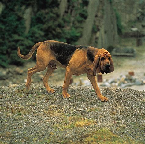 Bloodhound Scent Tracking Hunting Tracking Britannica