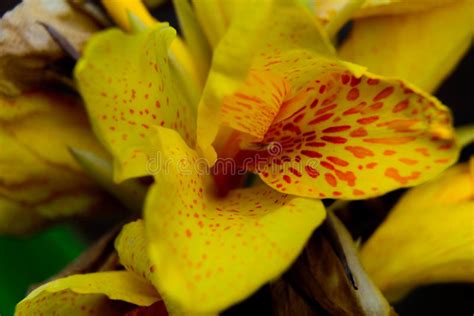 Yellow Iris With Red Spots Stock Photo Image Of Bloom 43849842