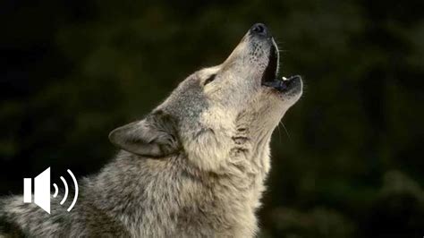 Sad Wolf Howling Ululato Del Lupo Solitario Lone Wolf Youtube