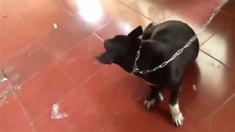 Anjing malas ( di ikit pake rantai ) - YouTube