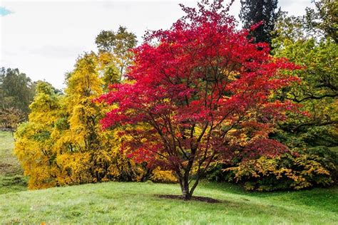 Japanese Maple Tree Leaves Turning Yellow Agnesaupair
