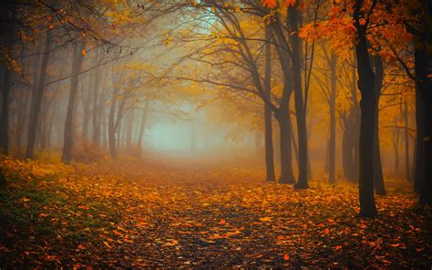 Download Wallpaper 3840x2400 Forest Fog Autumn Foliage 4k Ultra Hd