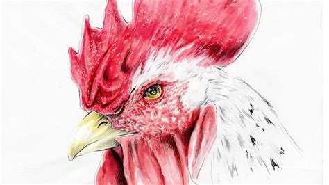 How To Draw Animal White Rooster Come Disegnare Un Gallo Bianco