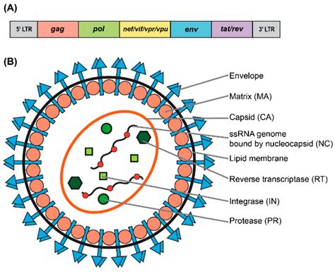 Viruses Free Full Text Lentiviral Vectors For Delivery Of Gene Editing Systems Based On