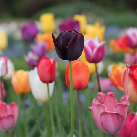 20 Best Types Of Tulips Different Varieties Of Tulips