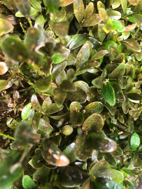 What Is Boxwood Blight And What Can You Do About It Town And Country