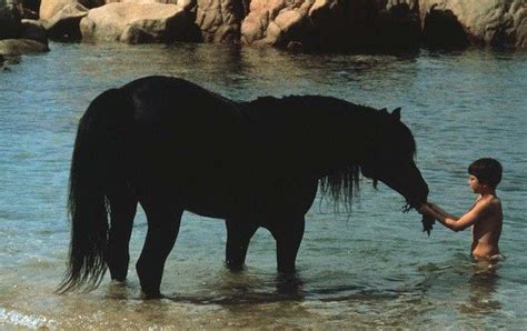 Criterion Blu Ray Reviews The Killers Limelight Black Stallion