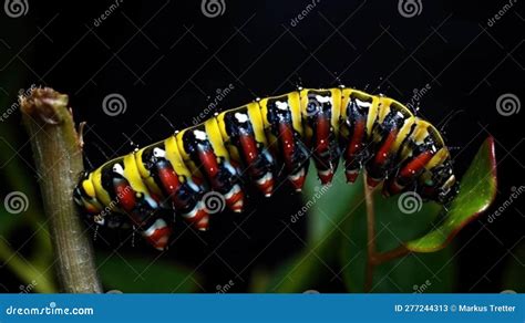 A Time Lapse Of A Caterpillar Transforming Into A Butterfly Created