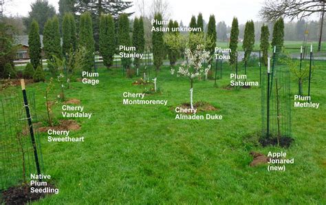 Growing Greener In The Pacific Northwest Home Orchard Bloom Report 4