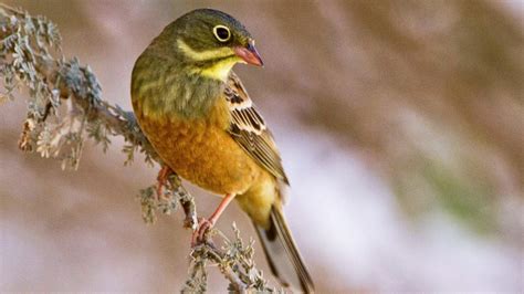 French Minister Enforces Ban On Poaching To Spare Ortolan World The