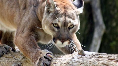 Man Kills Cougar With His Bare Hands Mail Tribune