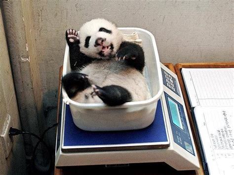 15 Drop Dead Cute Pandas