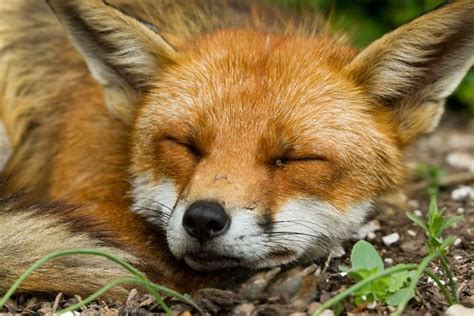 Sleeping Fox Photo Special Everything Is Permuted Fox Fox