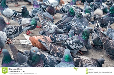 Pigeons In The Park Stock Image Image Of Adult Concrete 91841147
