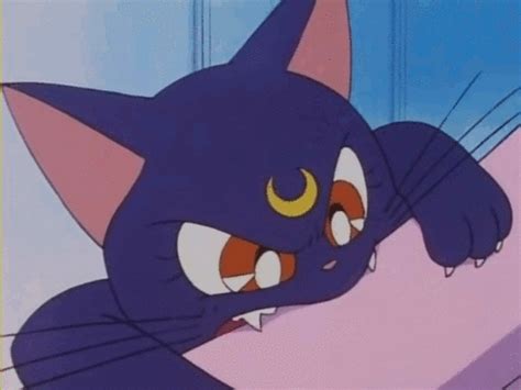 21 Unrealistic Expectations We Have About Cats Because Of Sailor Moon