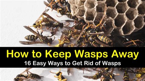 More images for how to get rid of wasps in your yard » How to Keep Wasps Away - 16 Ways to Get Rid of Wasps