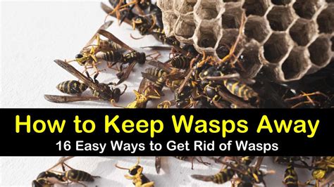 The vacuum must be strong enough. How to Keep Wasps Away - 16 Ways to Get Rid of Wasps