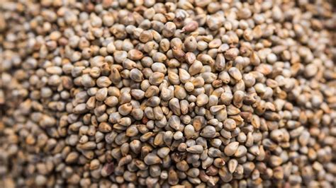 Bajra Pearl Millet Nutrition And Health Benefits NutritionFact In