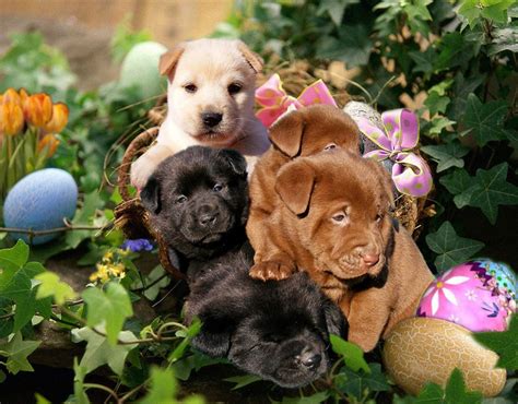 Spring Puppies Cute Wallpapers Wallpaper Cave
