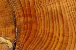 How Tree Ring Dating Works Telegraph