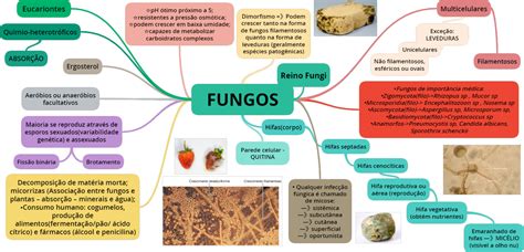 Mapa Mental Sobre Fungos Microbiologia Hot Sex Picture
