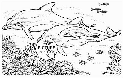 Realistic Coloring Pages Animal Dolphins Dolphin Animals